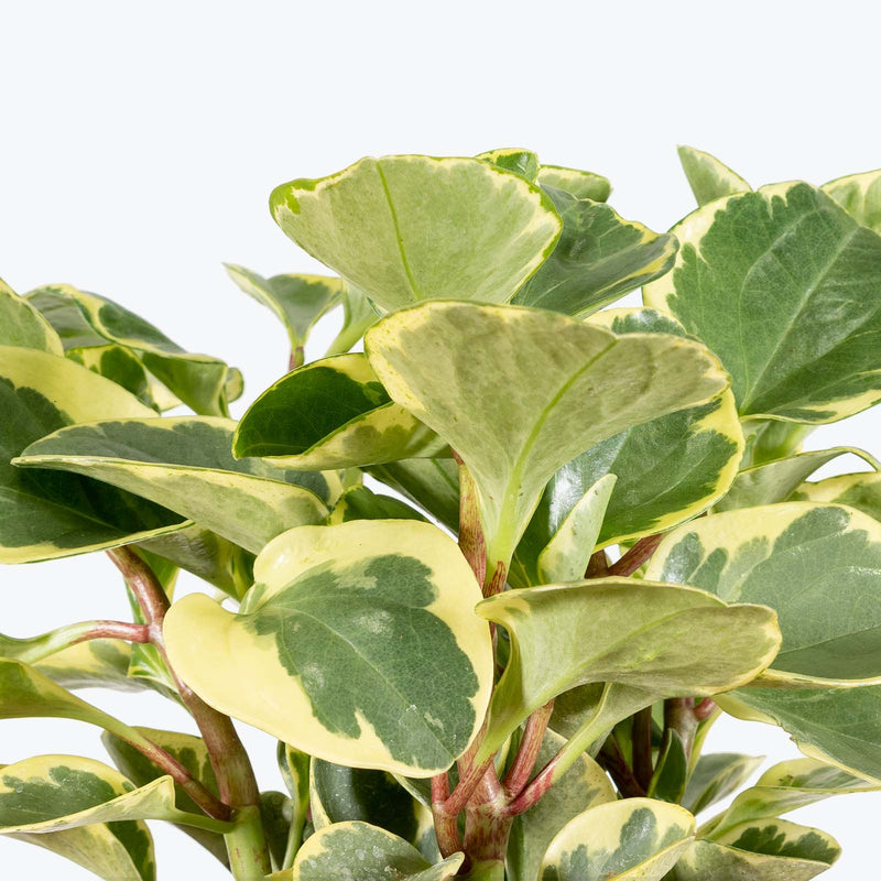 Peperomia Obtusifolia Golden Gate - House Plants Delivery Toronto - JOMO Studio