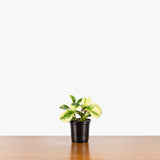 Peperomia Obtusifolia Marble — 4" Pot