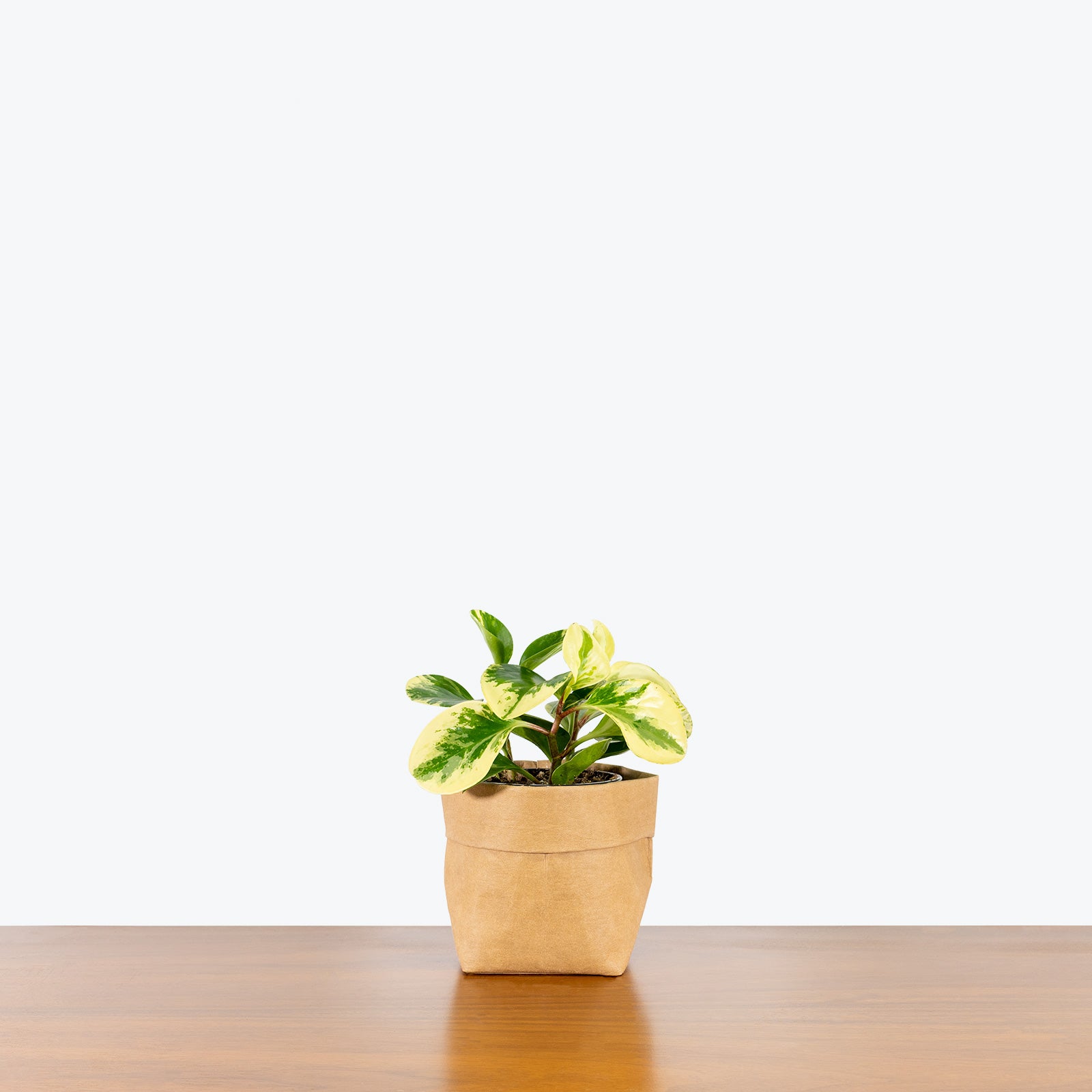 Peperomia Obtusifolia Marble - House Plants Delivery Toronto - JOMO Studio