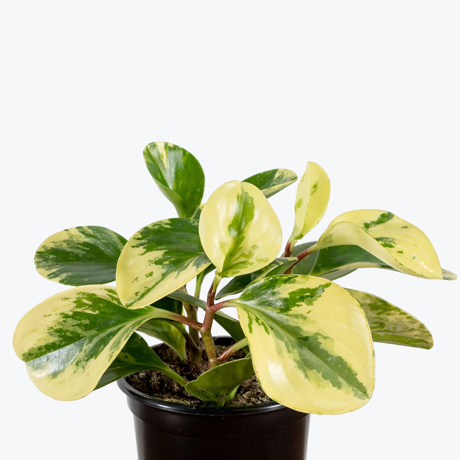 Peperomia Obtusifolia Marble - House Plants Delivery Toronto - JOMO Studio