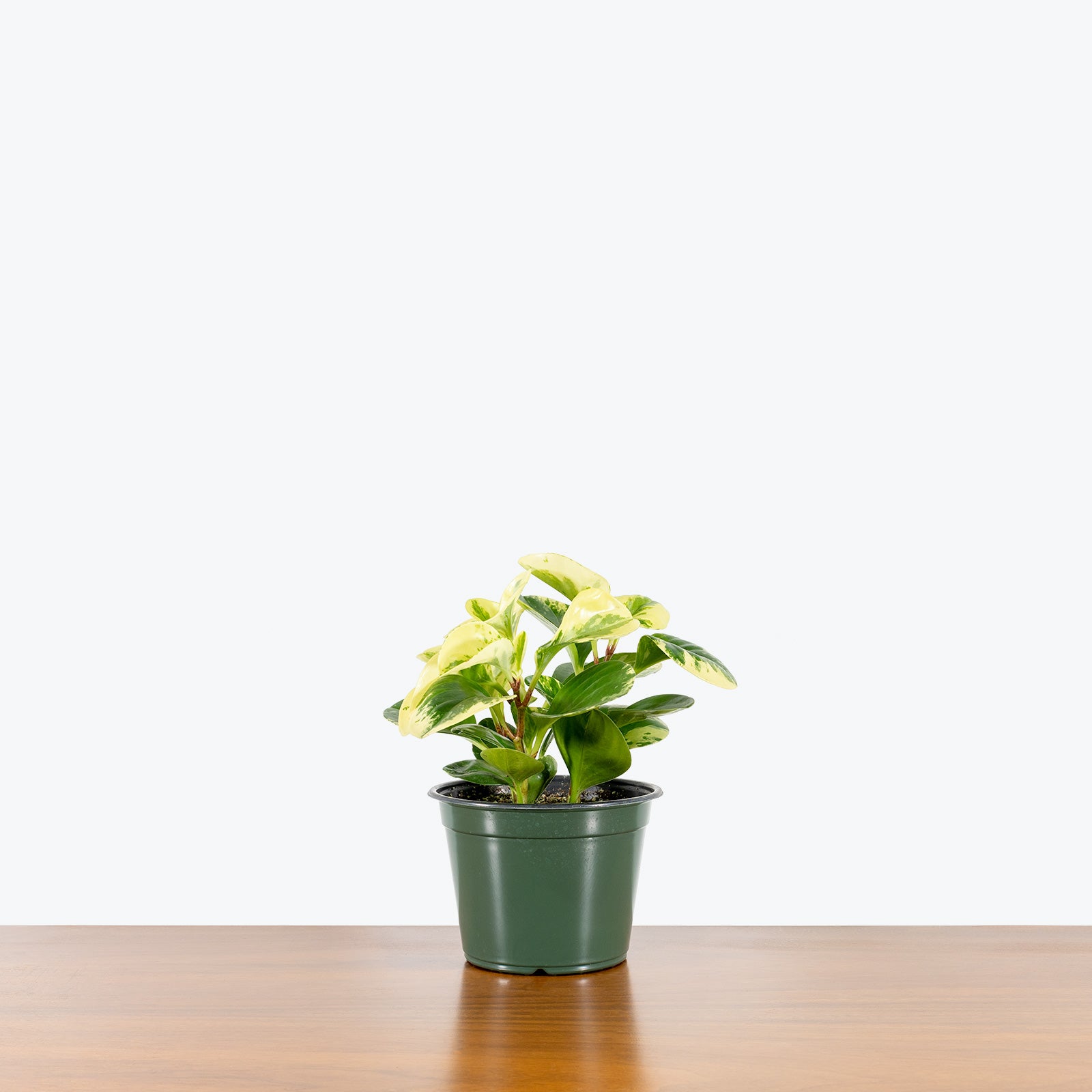 Peperomia Obtusifolia Marble - House Plants Delivery Toronto - JOMO Studio