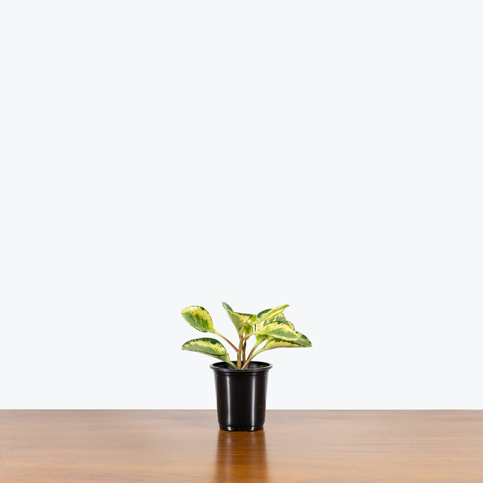 Peperomia Obtusifolia Splash - House Plants Delivery Toronto - JOMO Studio