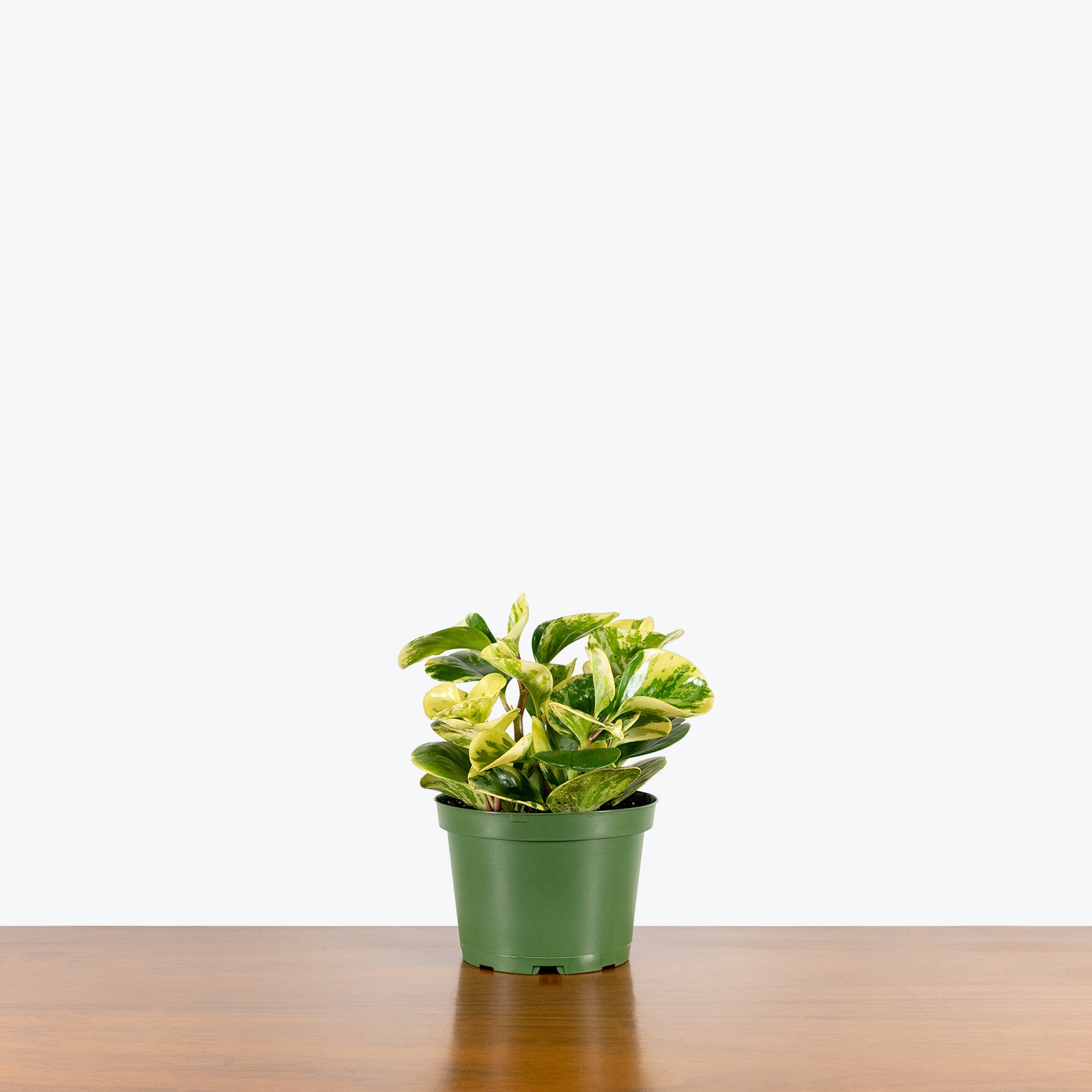 Peperomia Obtusifolia Splash - House Plants Delivery Toronto - JOMO Studio