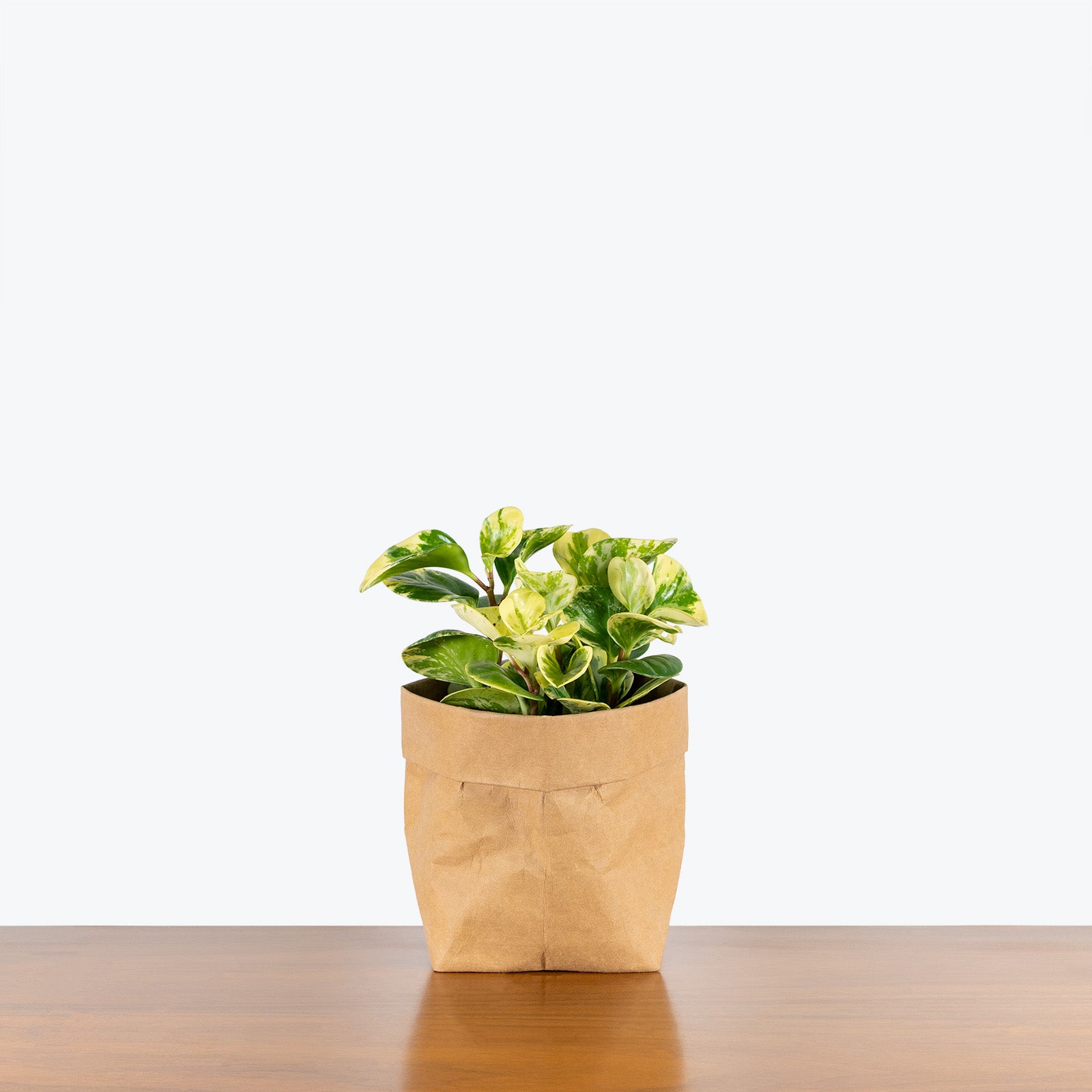 Peperomia Obtusifolia Splash - House Plants Delivery Toronto - JOMO Studio
