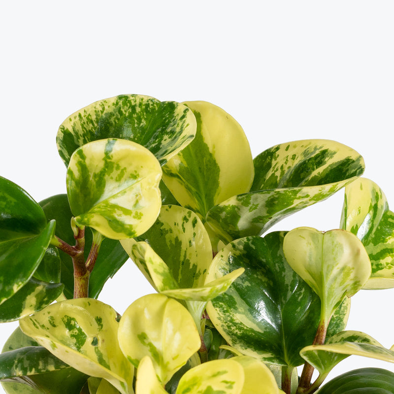 Peperomia Obtusifolia Splash - House Plants Delivery Toronto - JOMO Studio