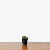 Peperomia Piccolo Banda — 4" Pot