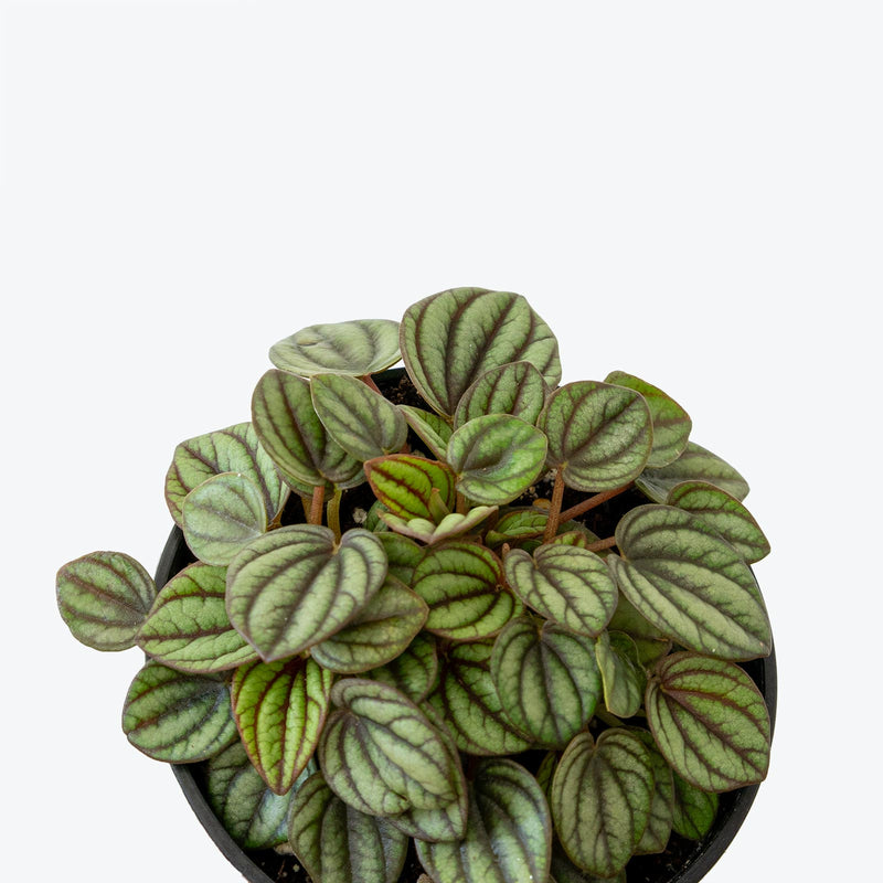 Peperomia Piccolo Banda - House Plants Delivery Toronto - JOMO Studio