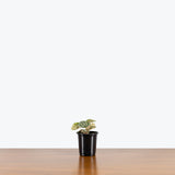 Peperomia Pink Lady — 4" Pot (larger then picture)