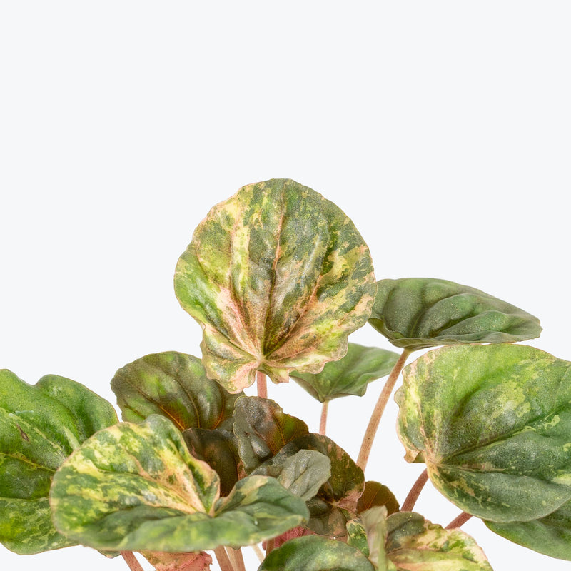 Peperomia Pink Lady - Peperomia Caperata - House Plants Delivery Toronto - JOMO Studio