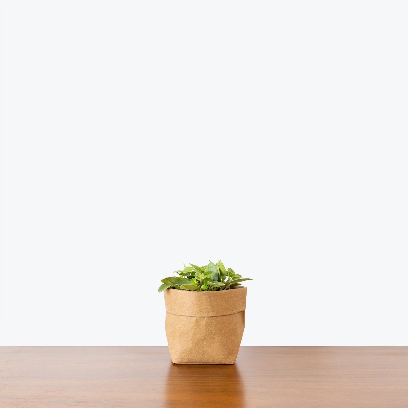 Peperomia Pixie - House Plants Delivery Toronto - JOMO Studio