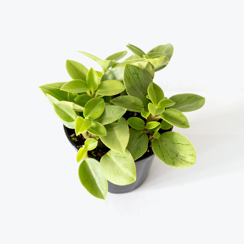 Peperomia Pixie - House Plants Delivery Toronto - JOMO Studio