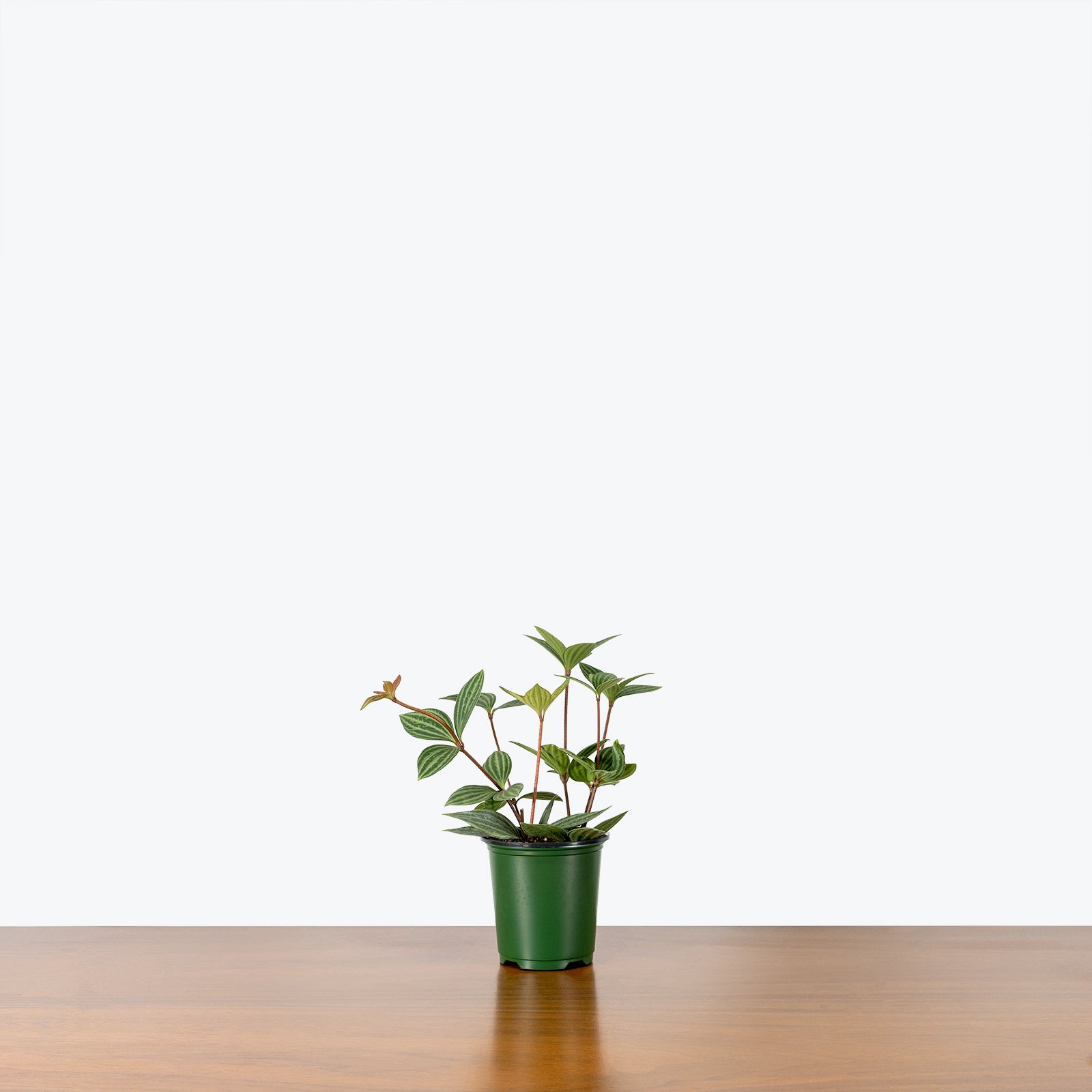 Peperomia Puteolata - House Plants Delivery Toronto - JOMO Studio