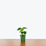 Peperomia Raindrop — 4" Pot