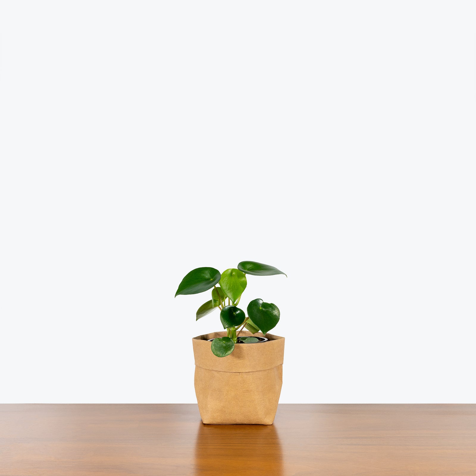 Peperomia Polybotrya Raindrop - House Plants Delivery Toronto - JOMO Studio