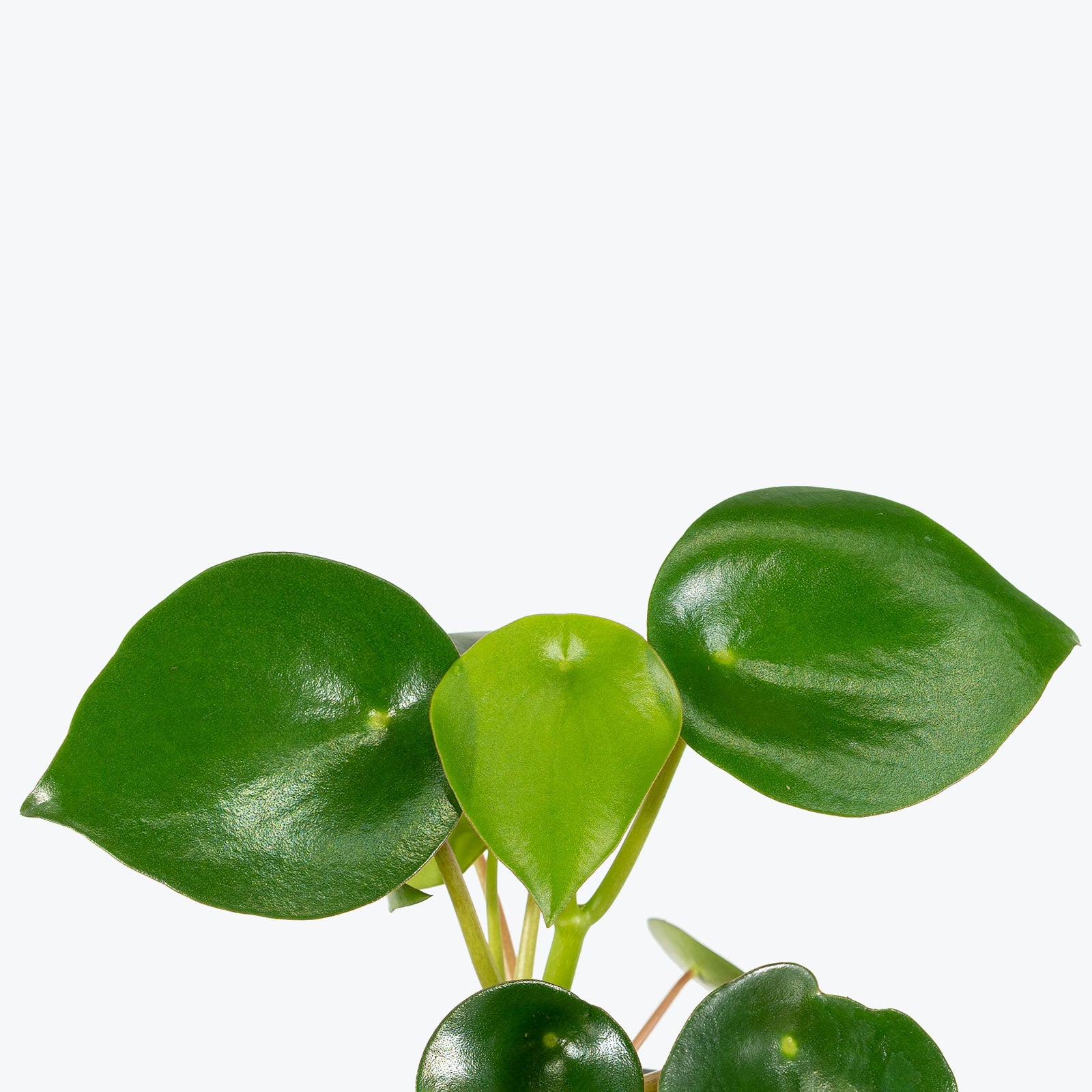 Peperomia Raindrop | Care Guide and Pro Tips - Delivery from Toronto across Canada - JOMO Studio