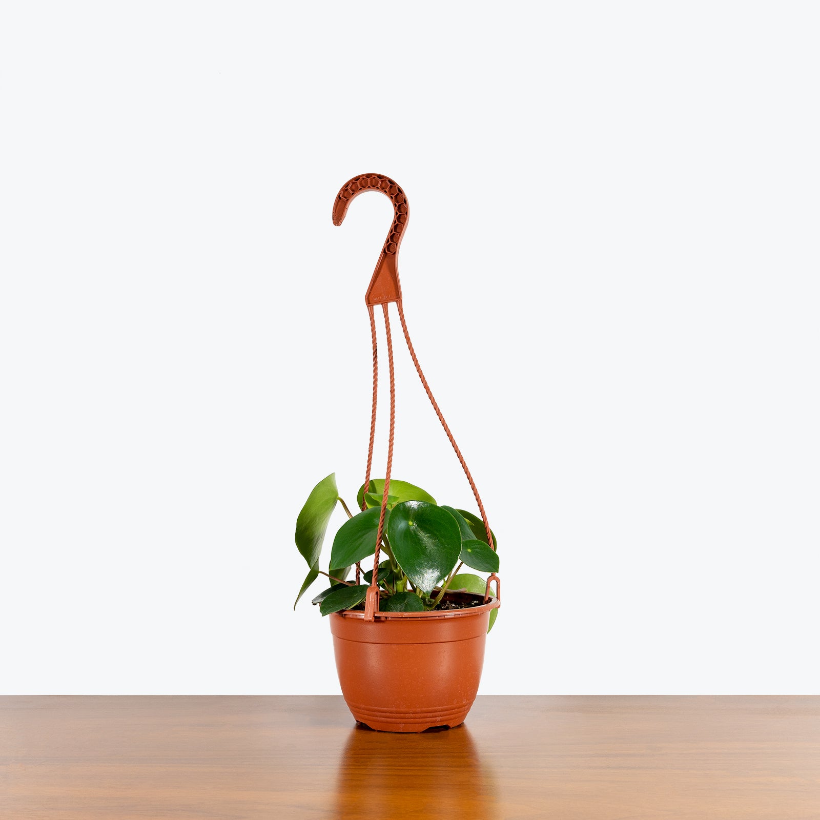 Peperomia Polybotrya Raindrop - House Plants Delivery Toronto - JOMO Studio