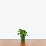 Peperomia Rana Verde — 4" Pot