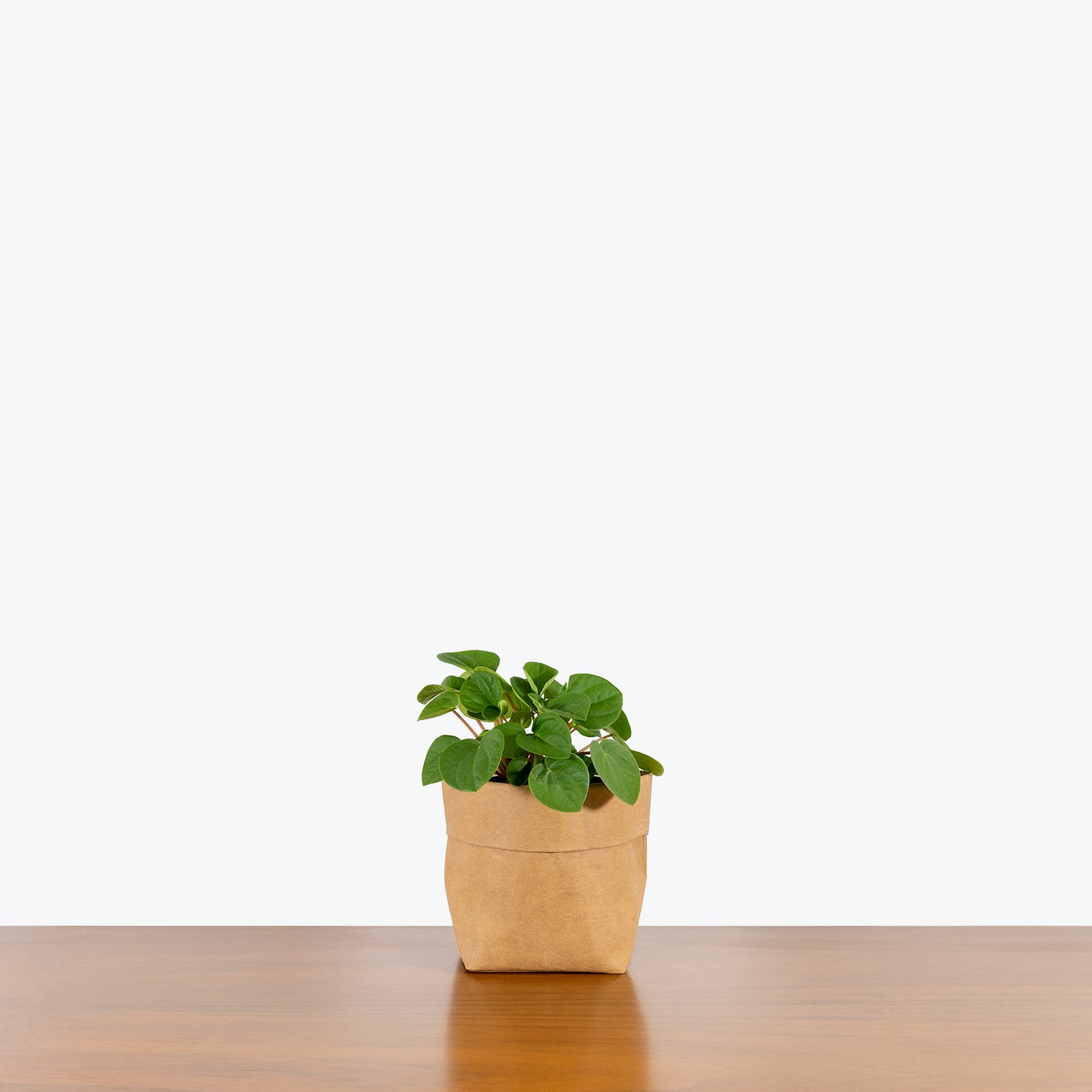 Peperomia Rana Verde - House Plants Delivery Toronto - JOMO Studio