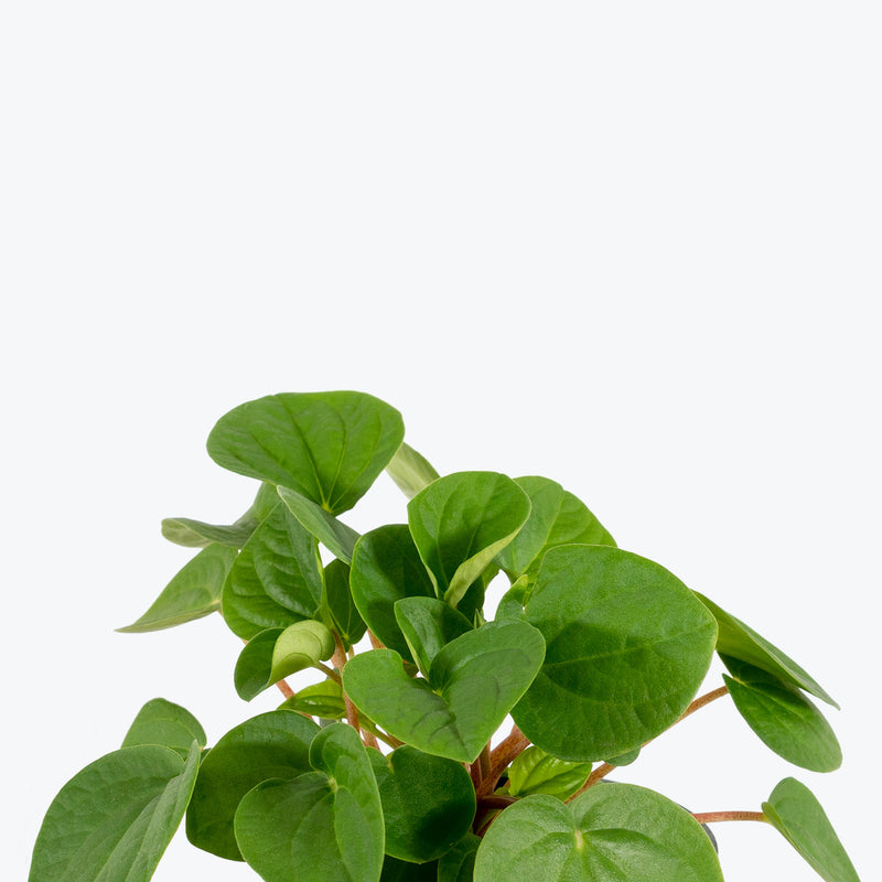 Peperomia Rana Verde - House Plants Delivery Toronto - JOMO Studio