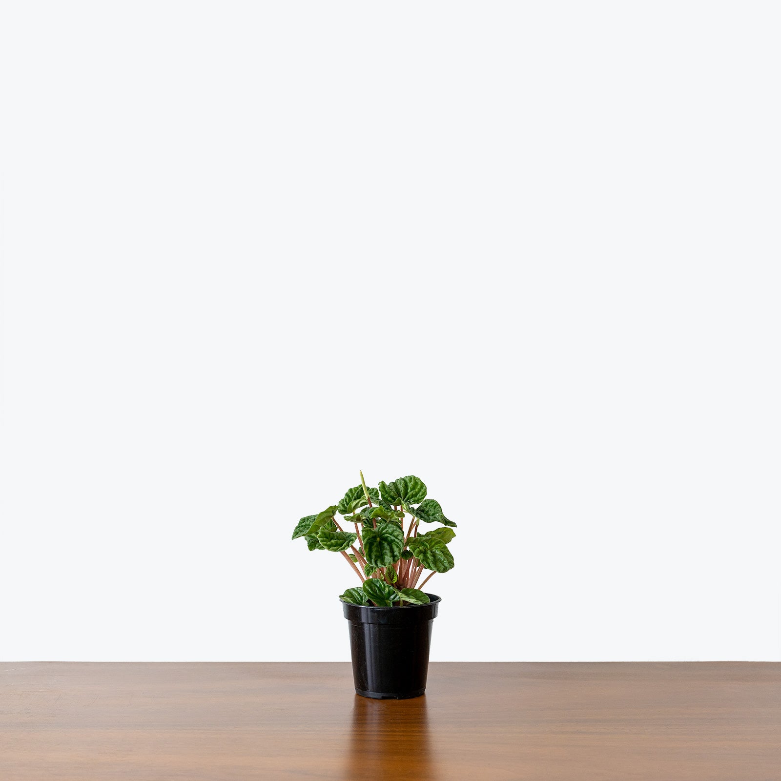 Peperomia Ripple - Peperomia Caperata - House Plants Delivery Toronto - JOMO Studio