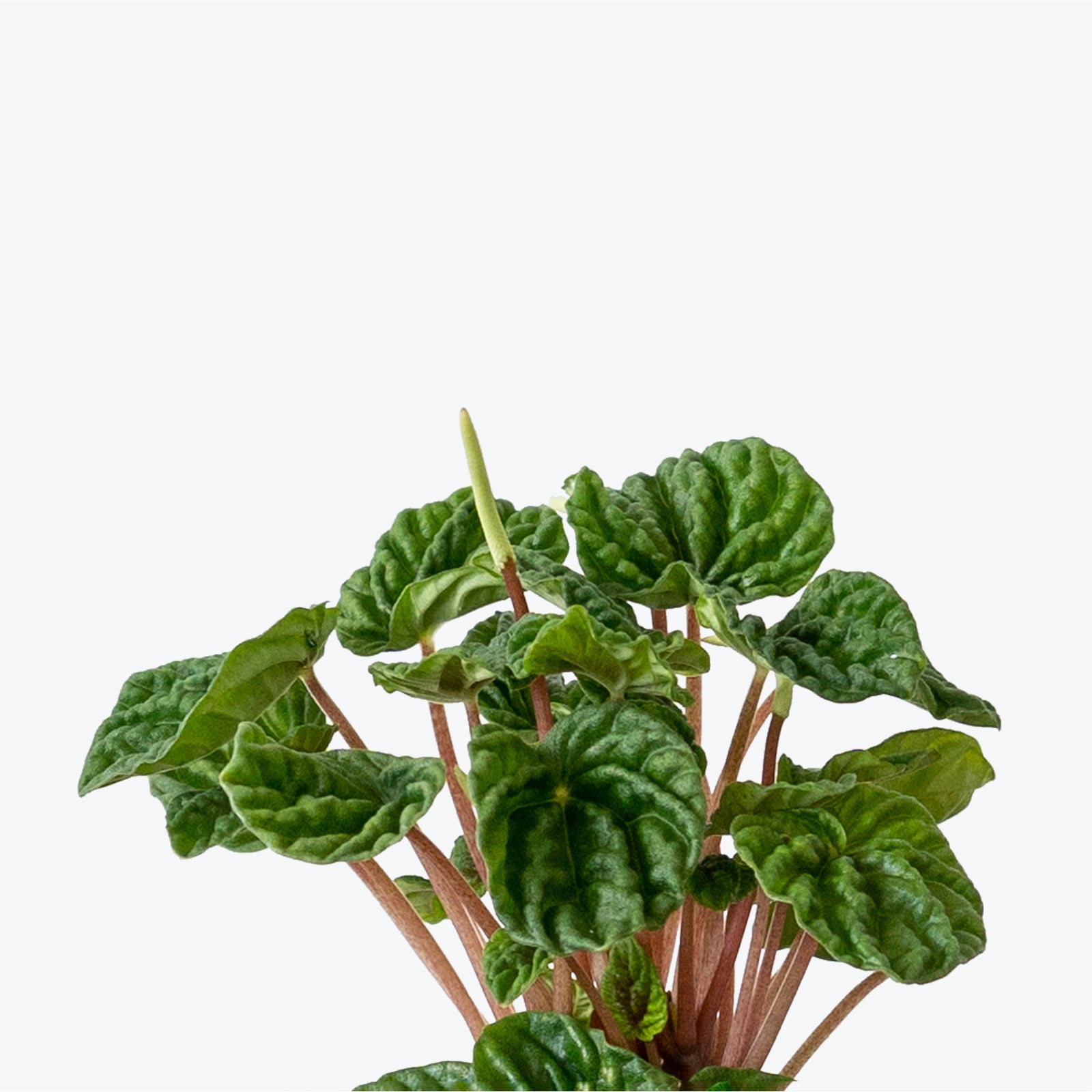 Peperomia Ripple