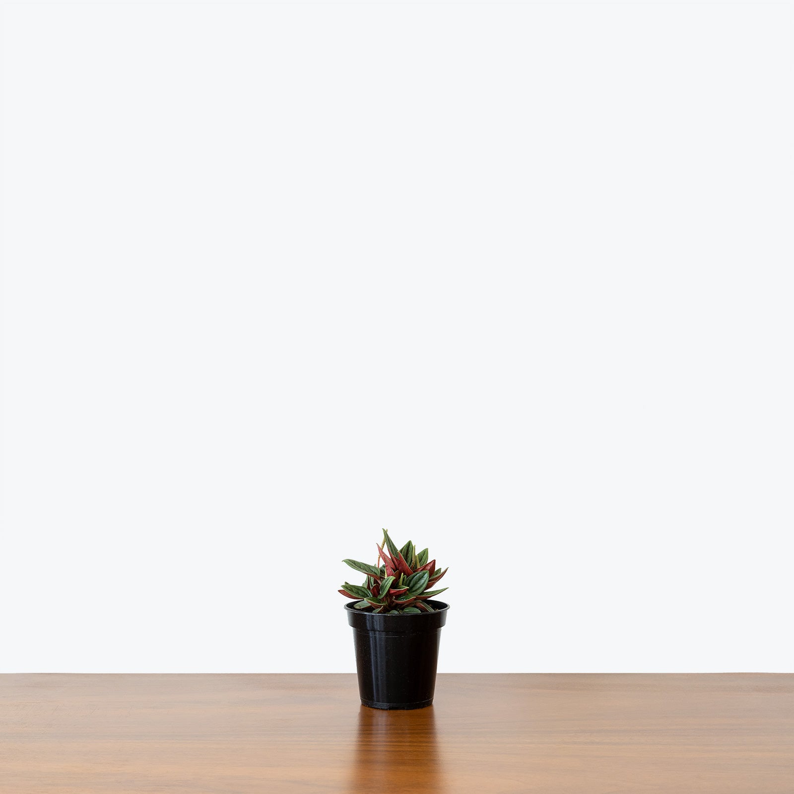 Peperomia Rosso - House Plants Delivery Toronto - JOMO Studio