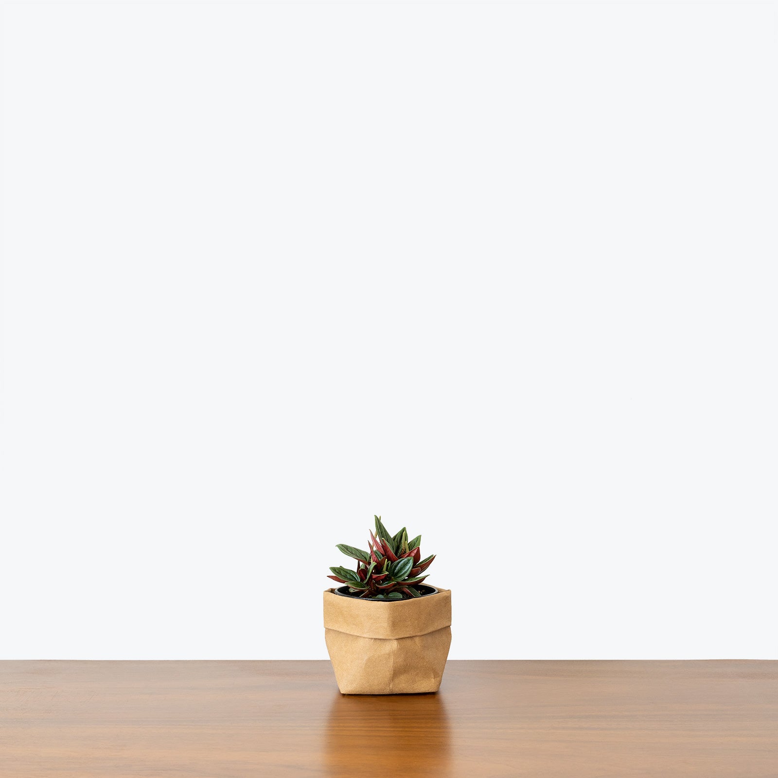 Peperomia Rosso - House Plants Delivery Toronto - JOMO Studio