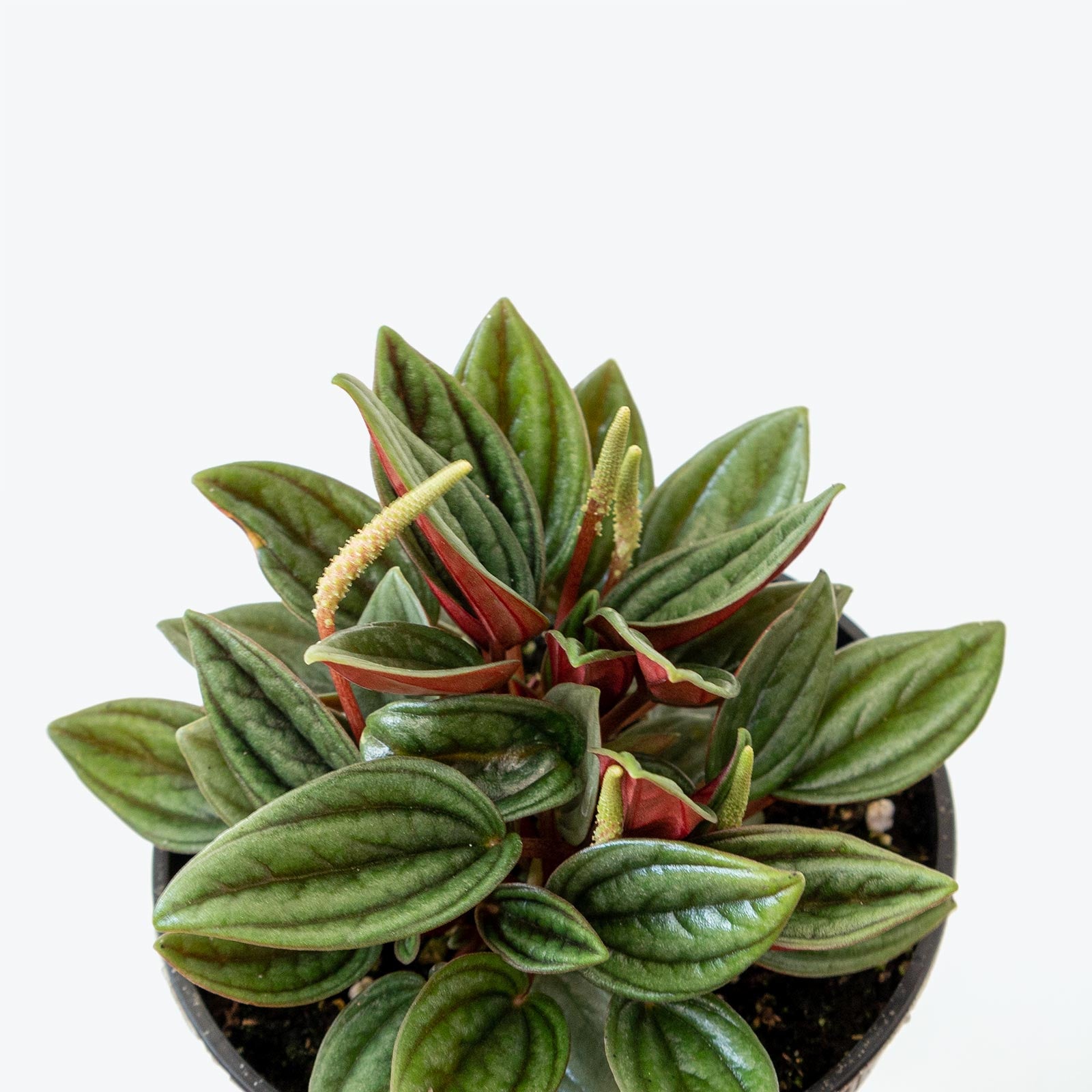 Peperomia Rosso - House Plants Delivery Toronto - JOMO Studio