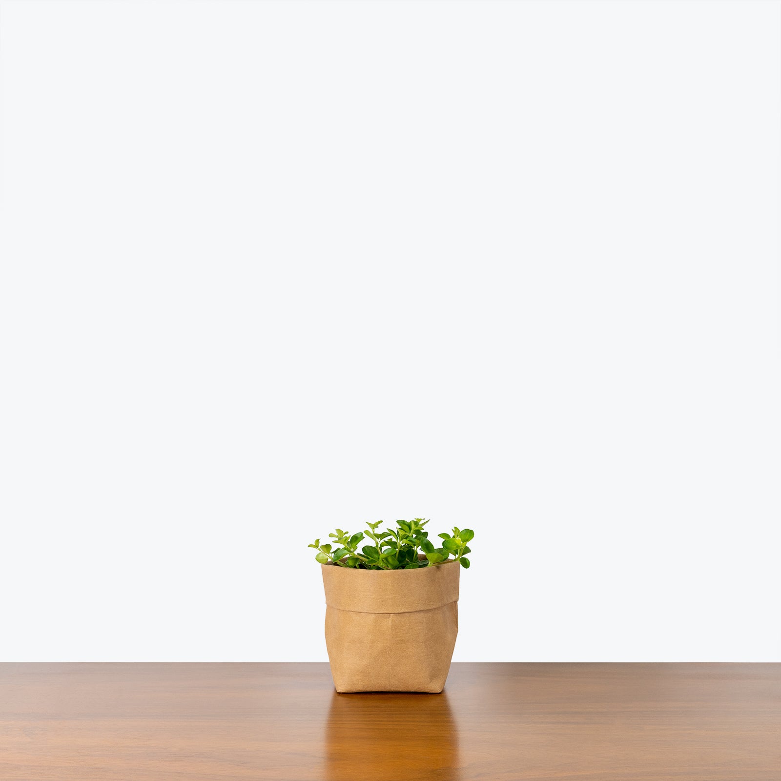 Peperomia Rotundifolia - House Plants Delivery Toronto - JOMO Studio