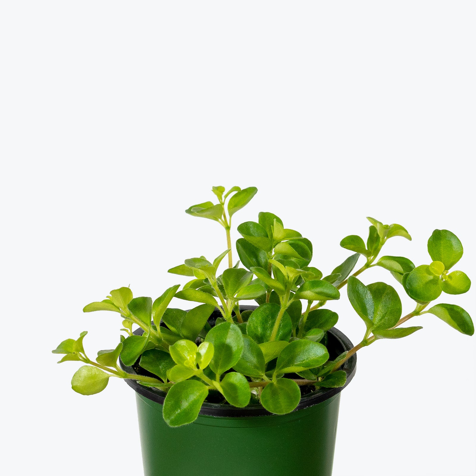 Peperomia Rotundifolia - House Plants Delivery Toronto - JOMO Studio