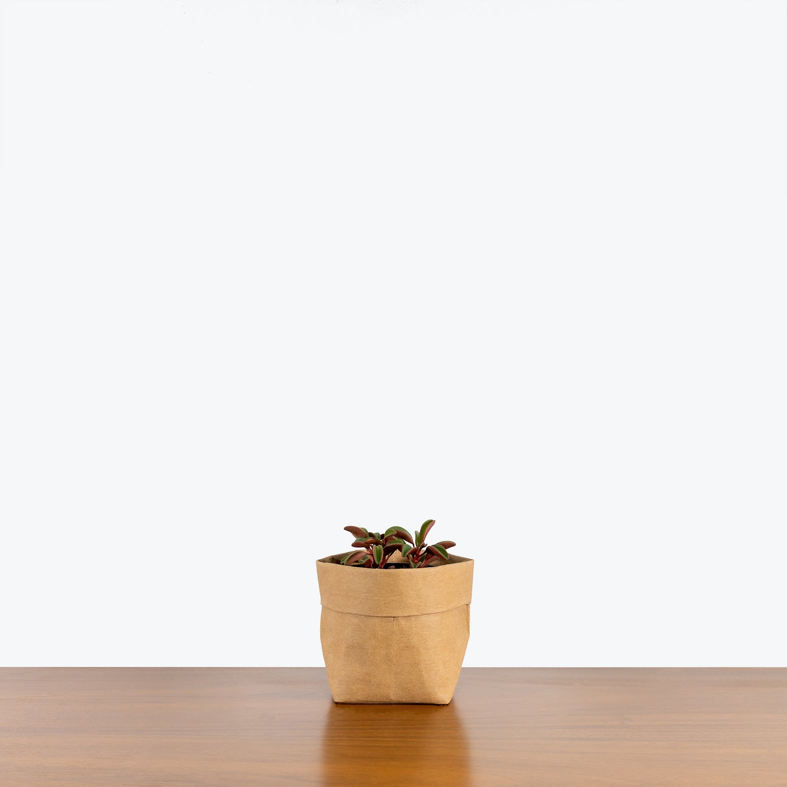 Peperomia Ruby Glow - Peperomia Graveolens - House Plants Delivery Toronto - JOMO Studio