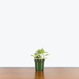 Peperomia Scandens Variegata — 4" Pot