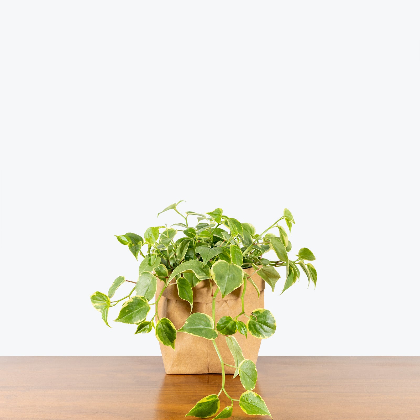 Peperomia Scandens Variegata - House Plants Delivery Toronto - JOMO Studio