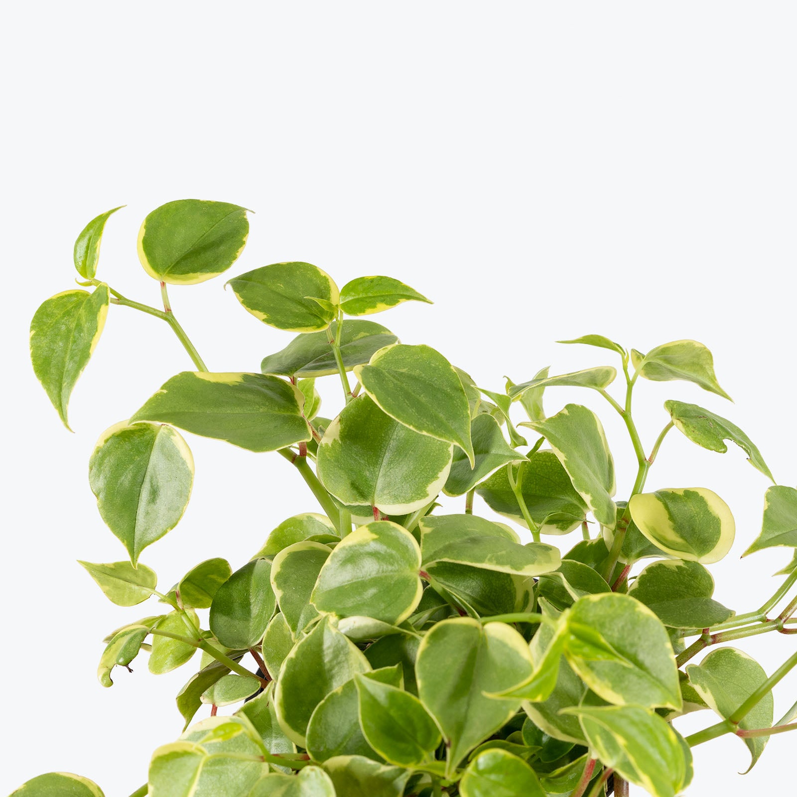 Peperomia Scandens Variegata - House Plants Delivery Toronto - JOMO Studio