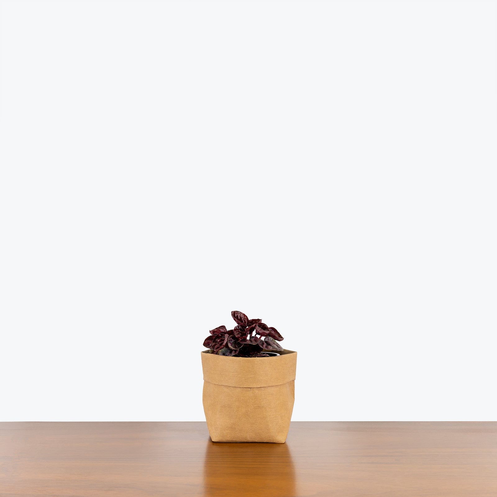 Peperomia Schumi Red - House Plants Delivery Toronto - JOMO Studio