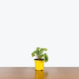 Peperomia Silver Frost — 4" Pot