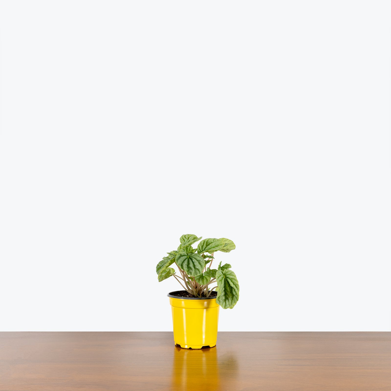 Peperomia Silver Frost - House Plants Delivery Toronto - JOMO Studio