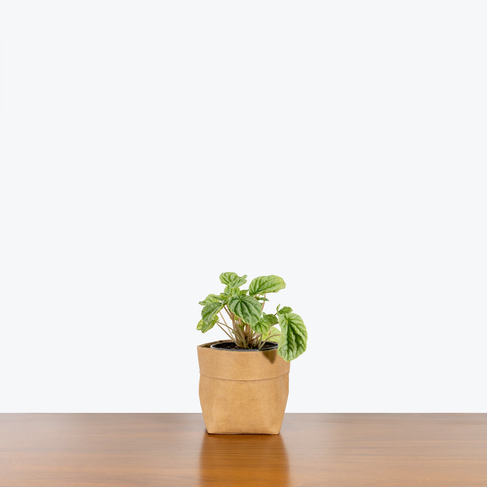 Peperomia Silver Frost - House Plants Delivery Toronto - JOMO Studio