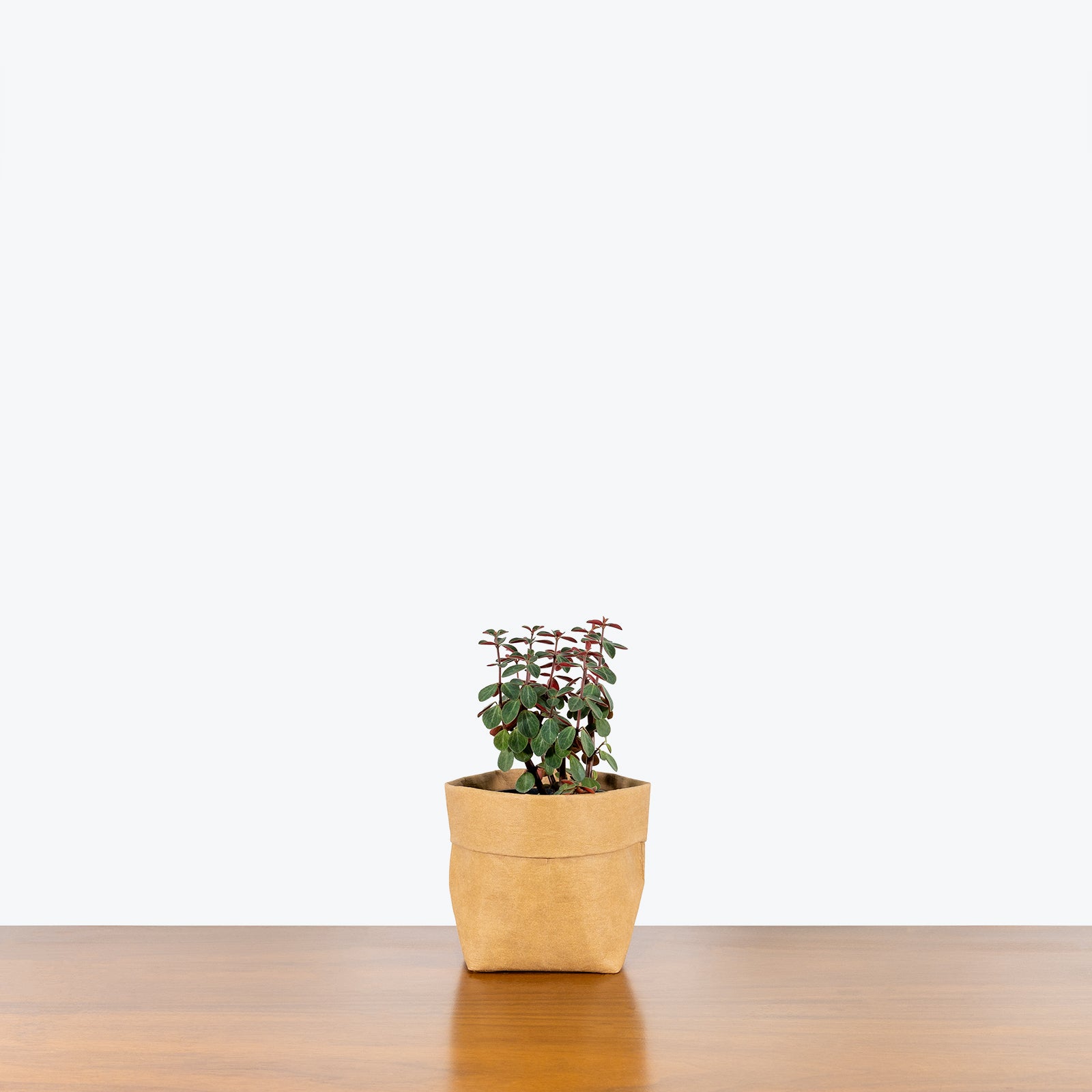 Peperomia Verticillata - House Plants Delivery Toronto - JOMO Studio