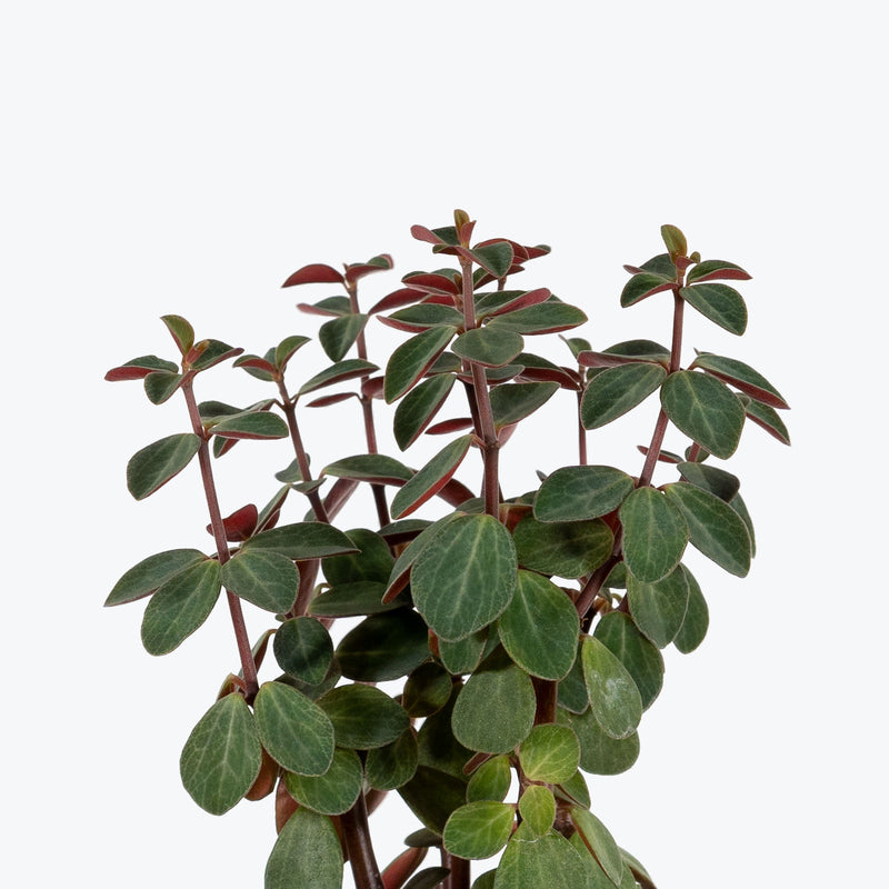 Peperomia Verticillata - House Plants Delivery Toronto - JOMO Studio