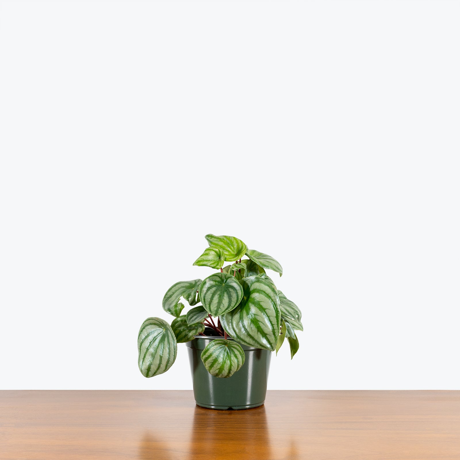 Peperomia Watermelon | Care Guide and Pro Tips - JOMO Studio