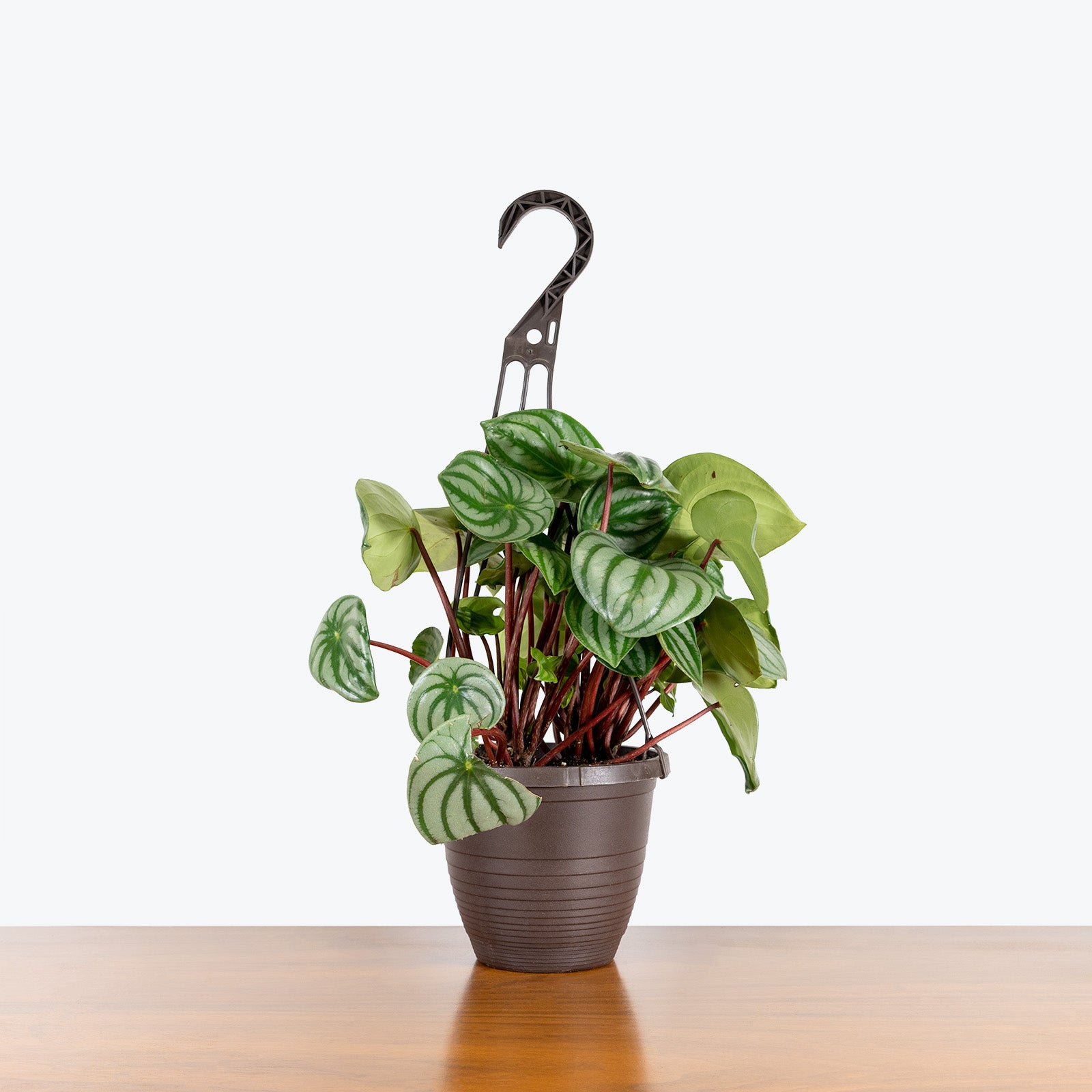 Peperomia Watermelon | Care Guide and Pro Tips - JOMO Studio