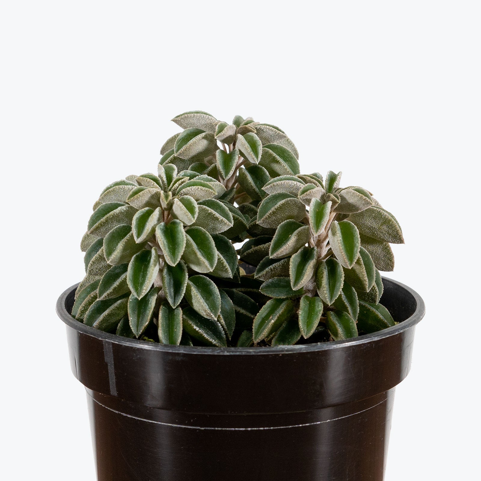 Peperomia Wolfgang Krahnii - House Plants Delivery Toronto - JOMO Studio