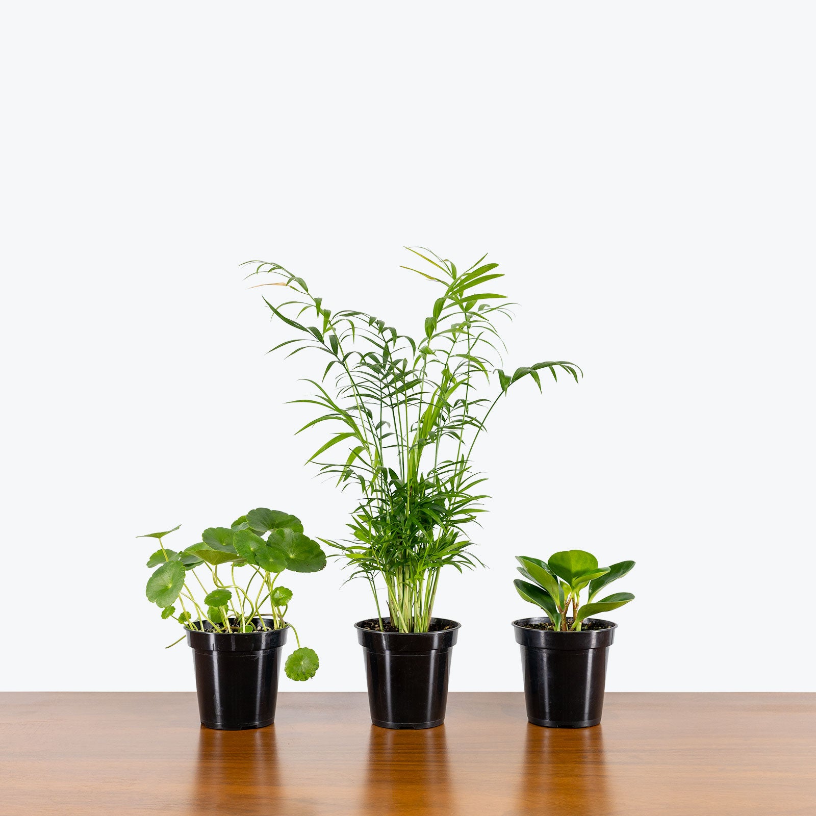 Pet Friendly Mystery Box - House Plants Delivery Toronto - JOMO Studio