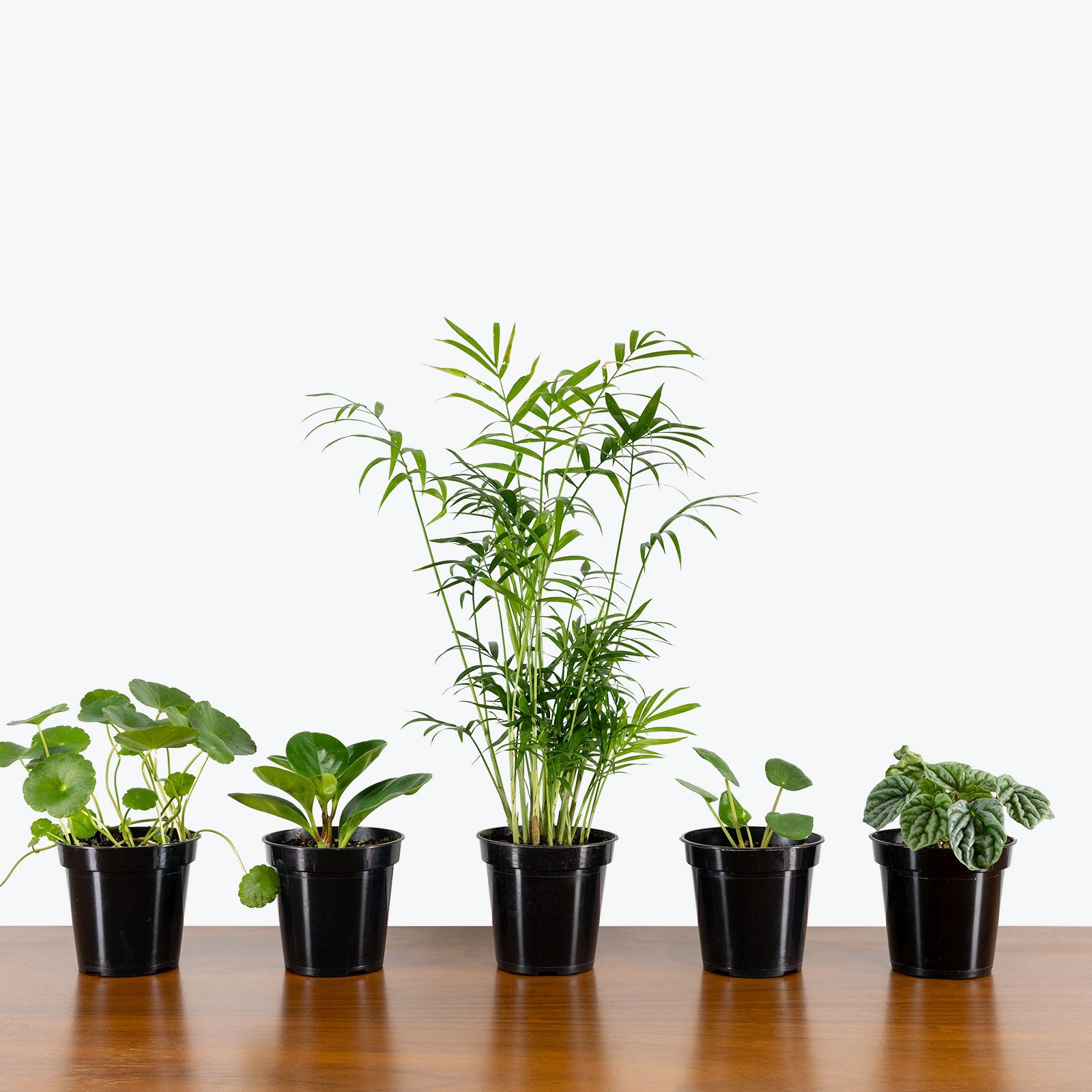 Pet Friendly Mystery Box - House Plants Delivery Toronto - JOMO Studio