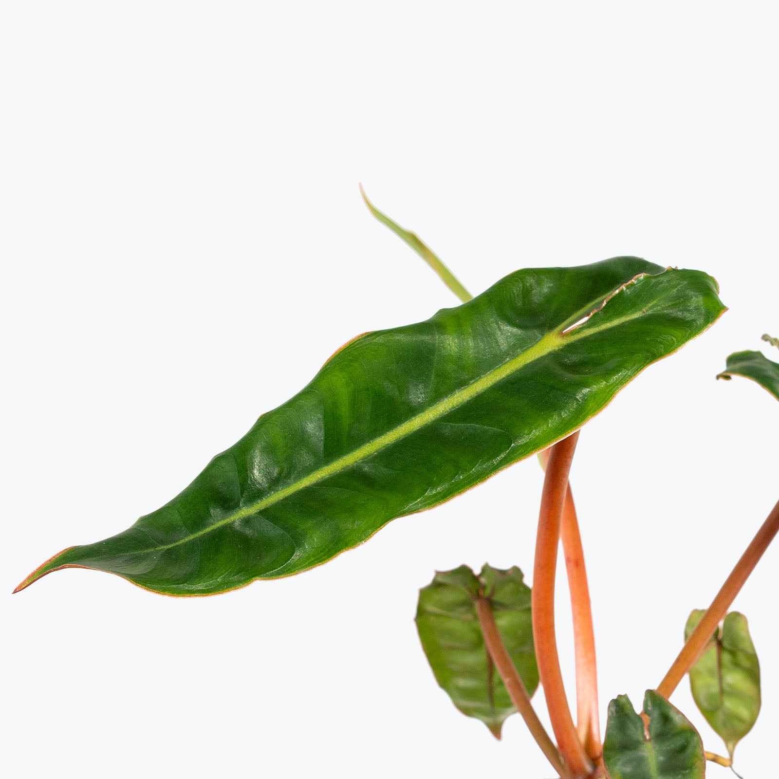 Philodendron Billietiae | Care Guide and Pro Tips - Delivery from Toronto across Canada - JOMO Studio