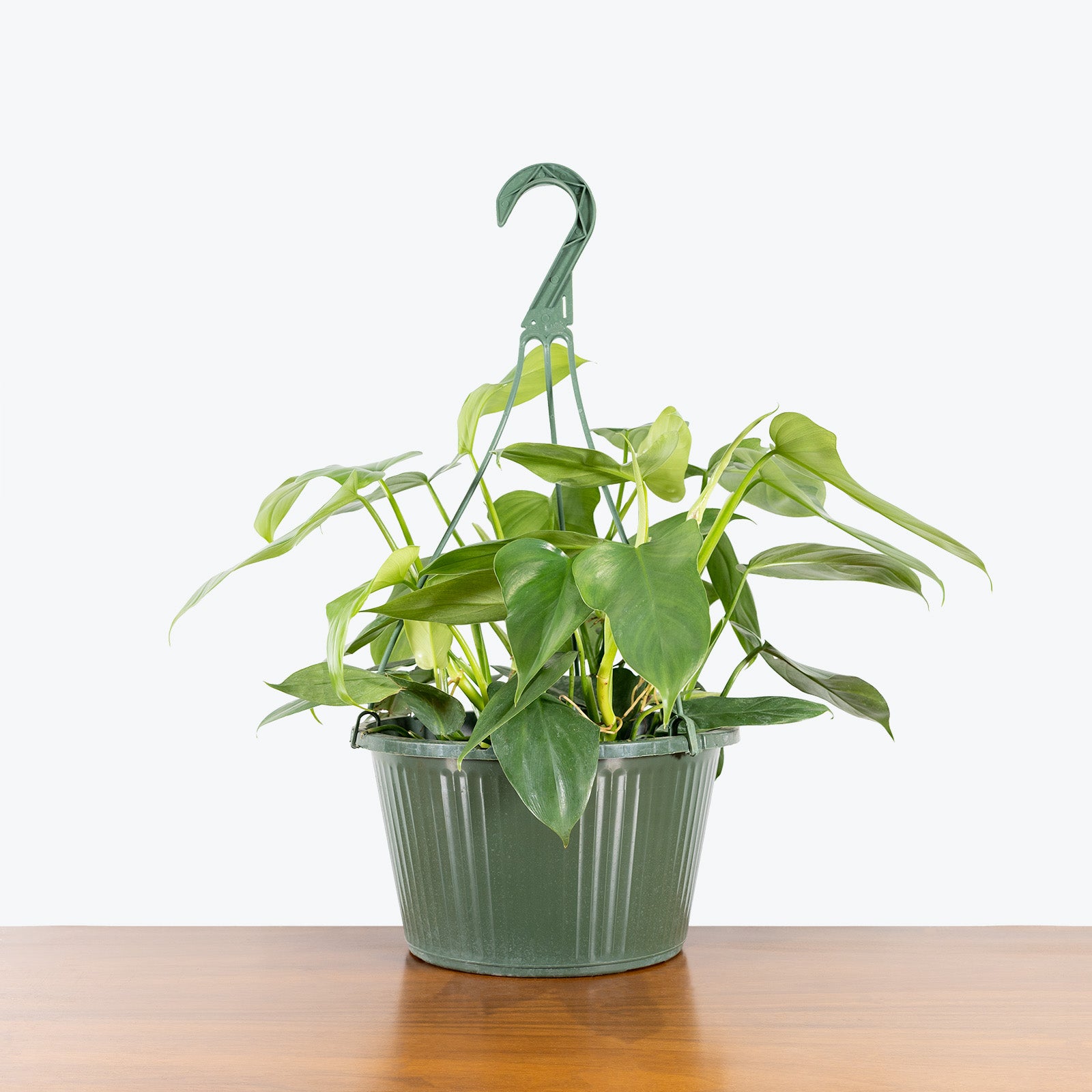Philodendron Bipennifolium - House Plants Delivery Toronto - JOMO Studio