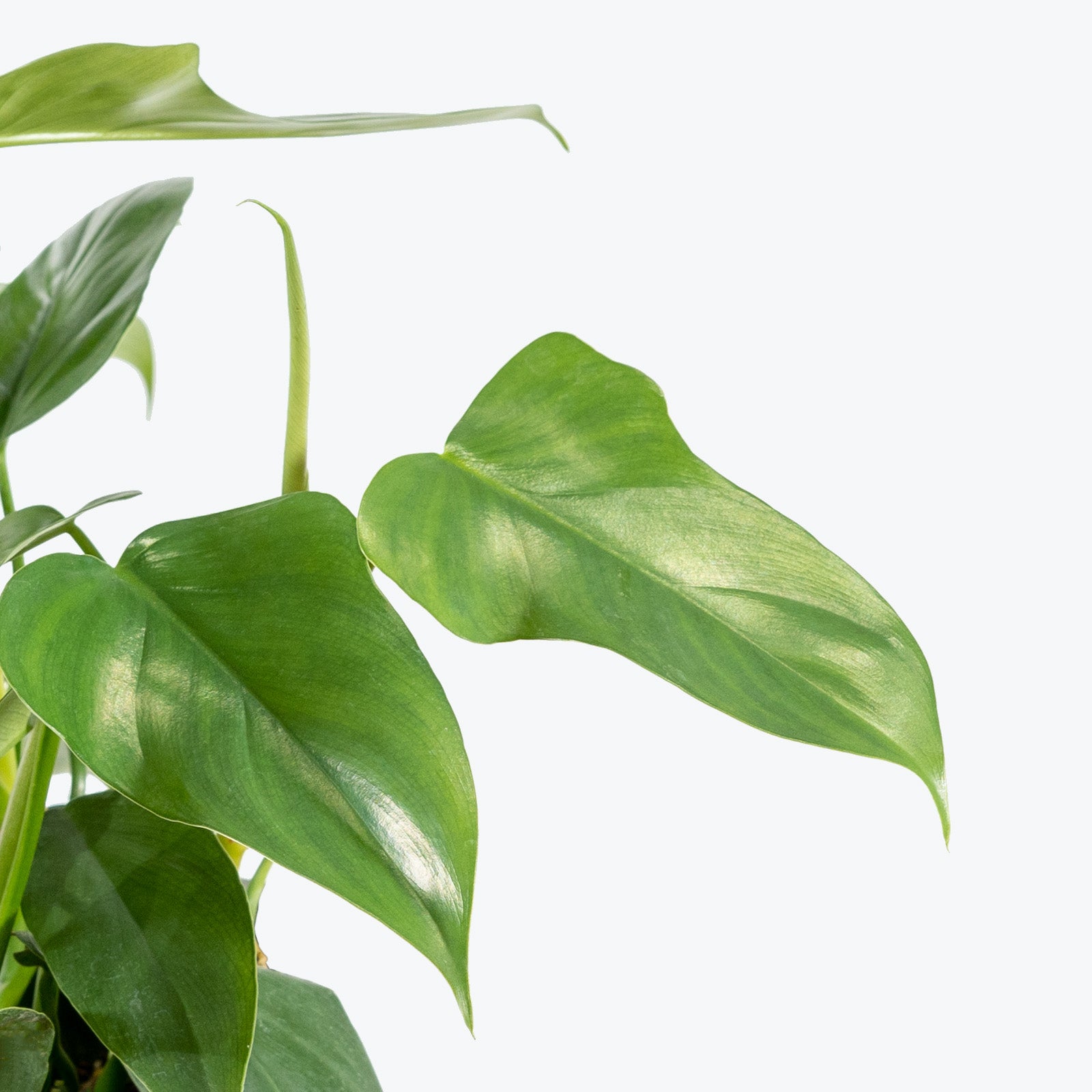 Philodendron Bipennifolium - House Plants Delivery Toronto - JOMO Studio