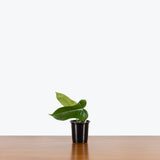 Philodendron Bipennifolium — 4" Pot (larger than picture)