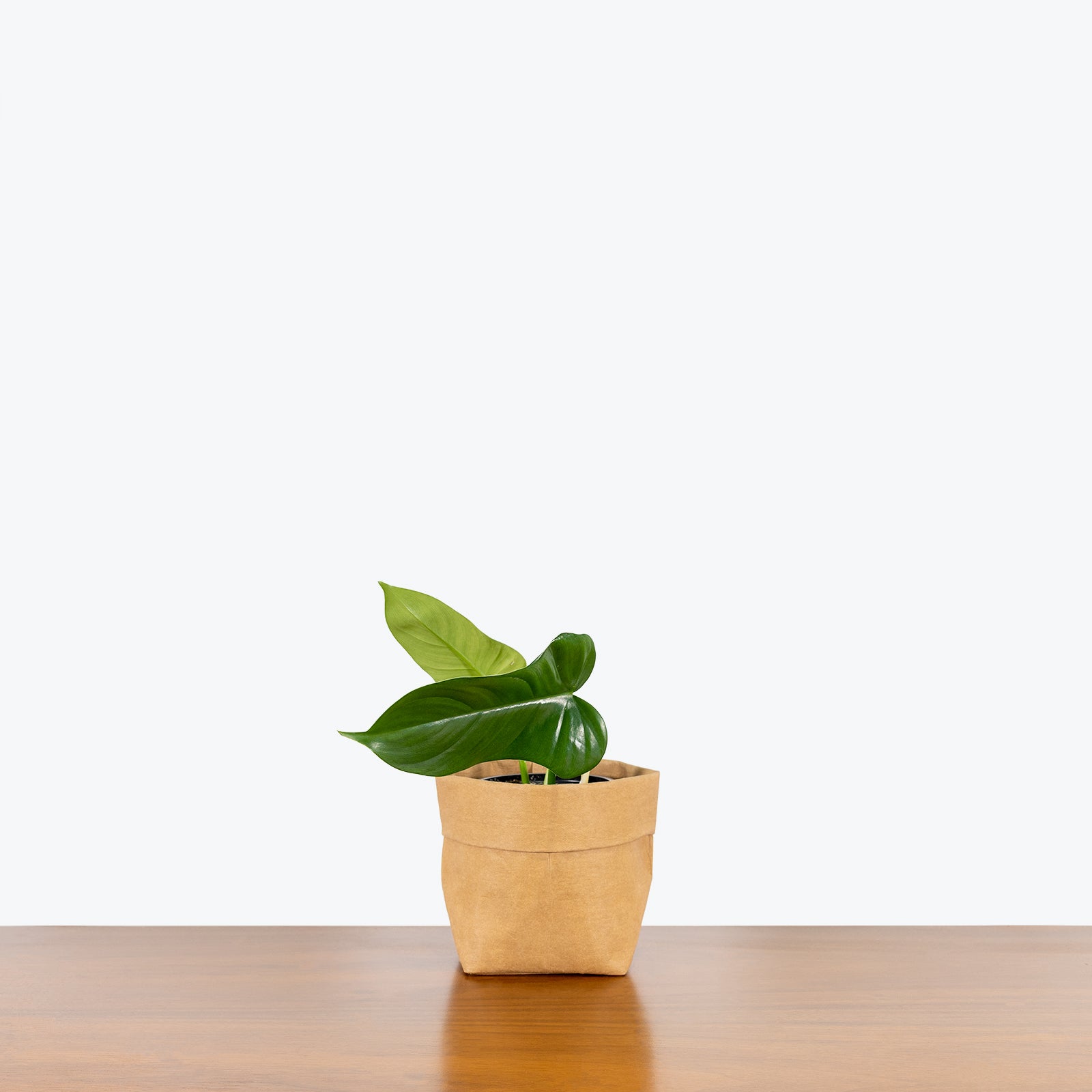 Philodendron Bipennifolium - House Plants Delivery Toronto - JOMO Studio